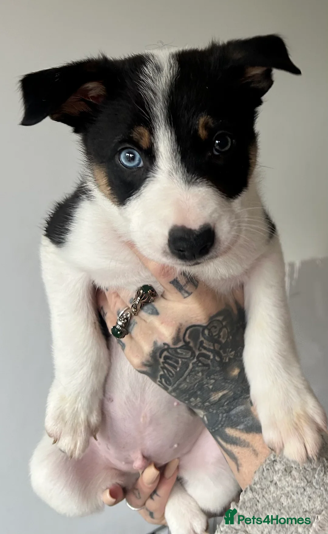 Border Collie dogs for sale: Beautiful border collies for sale  - Advert 7