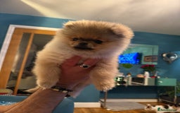 Pomeranian dogs for sale: Last female teddy face Pomeranian  - Image 15
