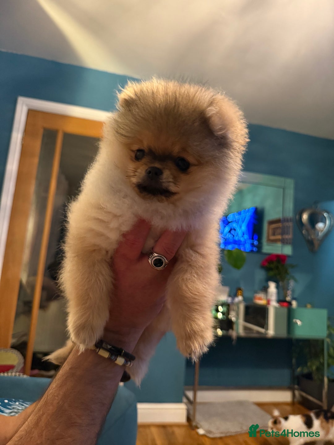 Pomeranian dogs for sale: Last female teddy face Pomeranian  - Image 15