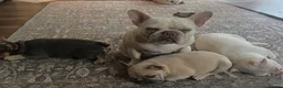 French Bulldog dogs for sale: Awesome Family-raised French bulldog puppies - Advert 1