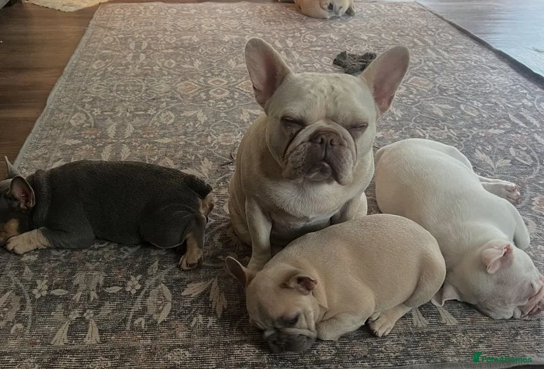 French Bulldog dogs for sale: Awesome Family-raised French bulldog puppies - Advert 1