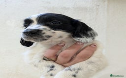English Springer Spaniel dogs for sale: Speckled boy,playful & kind natured,HEALTH TESTED - Image 15