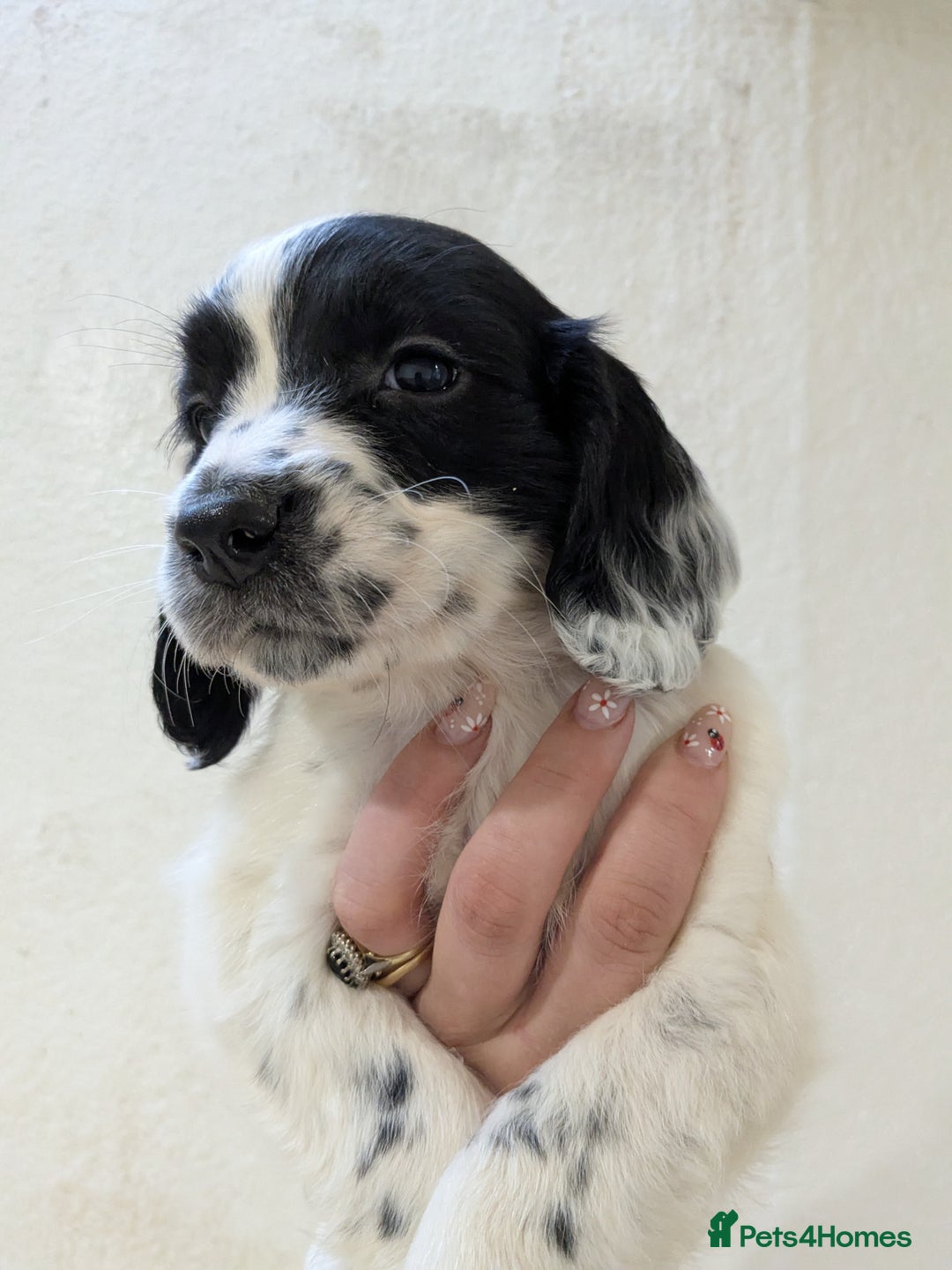 English Springer Spaniel dogs for sale: Speckled boy,playful & kind natured,HEALTH TESTED - Image 15