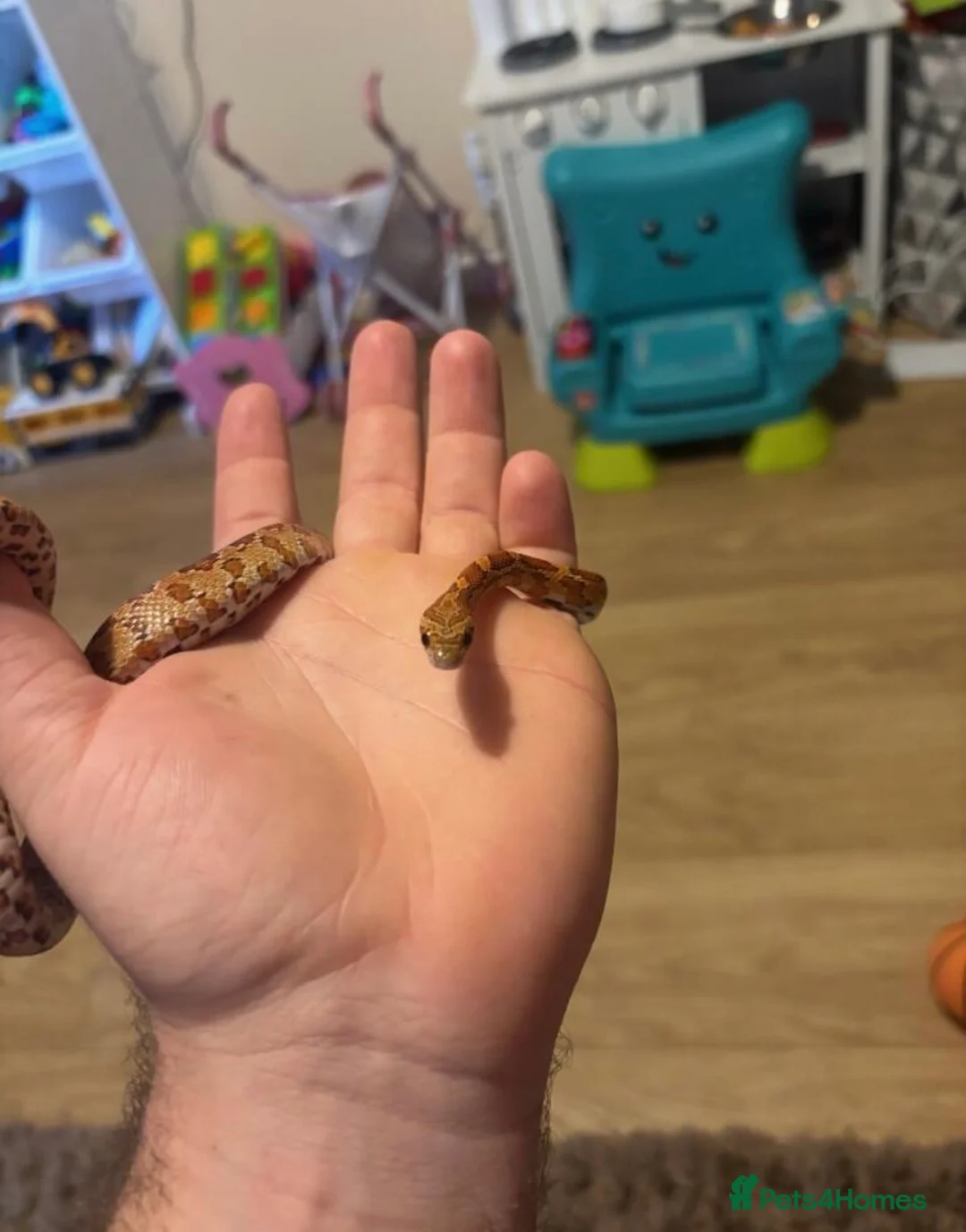 Corn Snake reptiles for sale: Corn snake  in London - Advert 3
