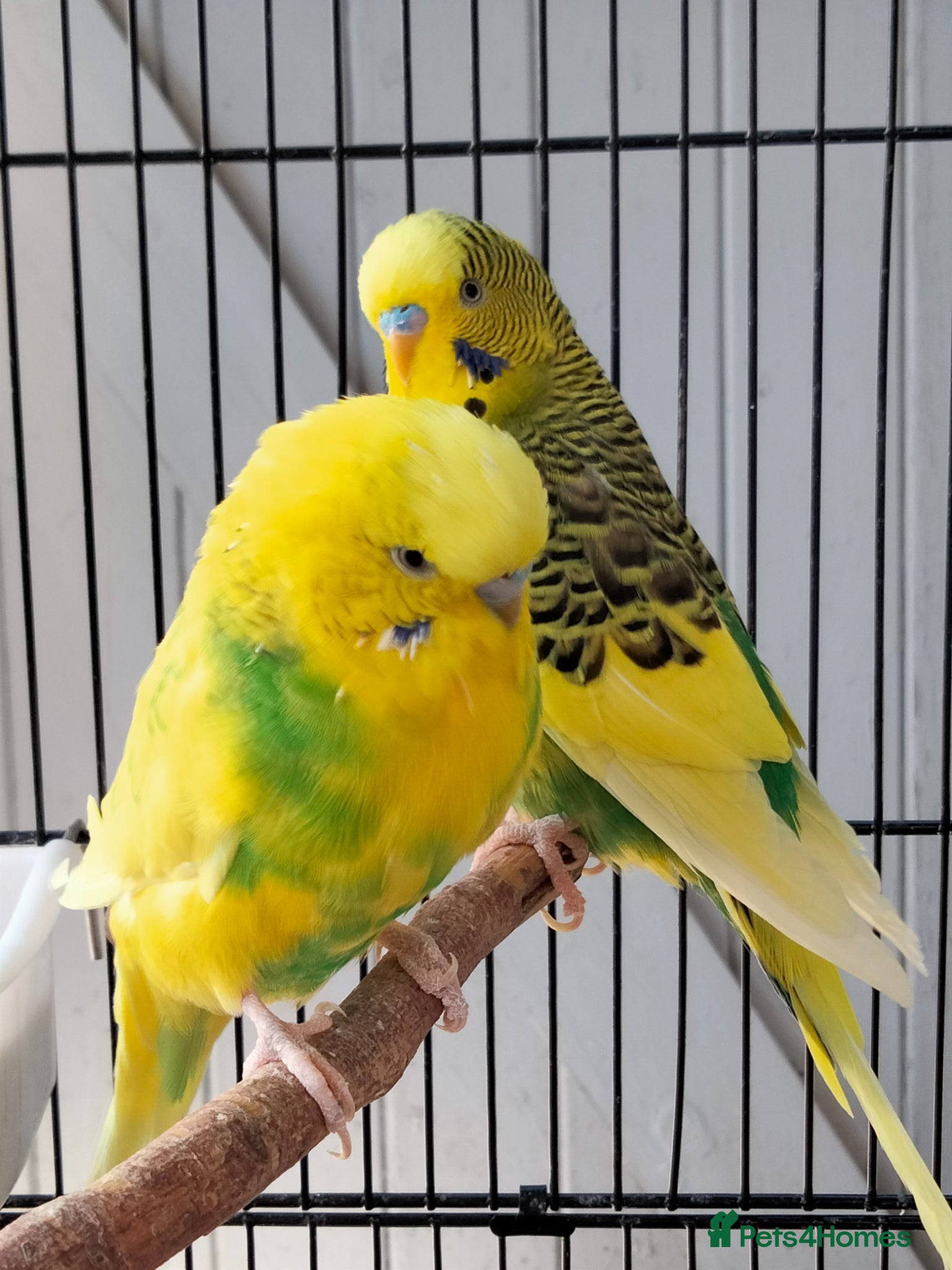Budgerigars birds Beautiful 3x males budgies - Advert 1