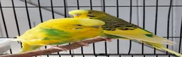 Budgerigars birds for sale: Beautiful 3x males budgies in London - Advert 1