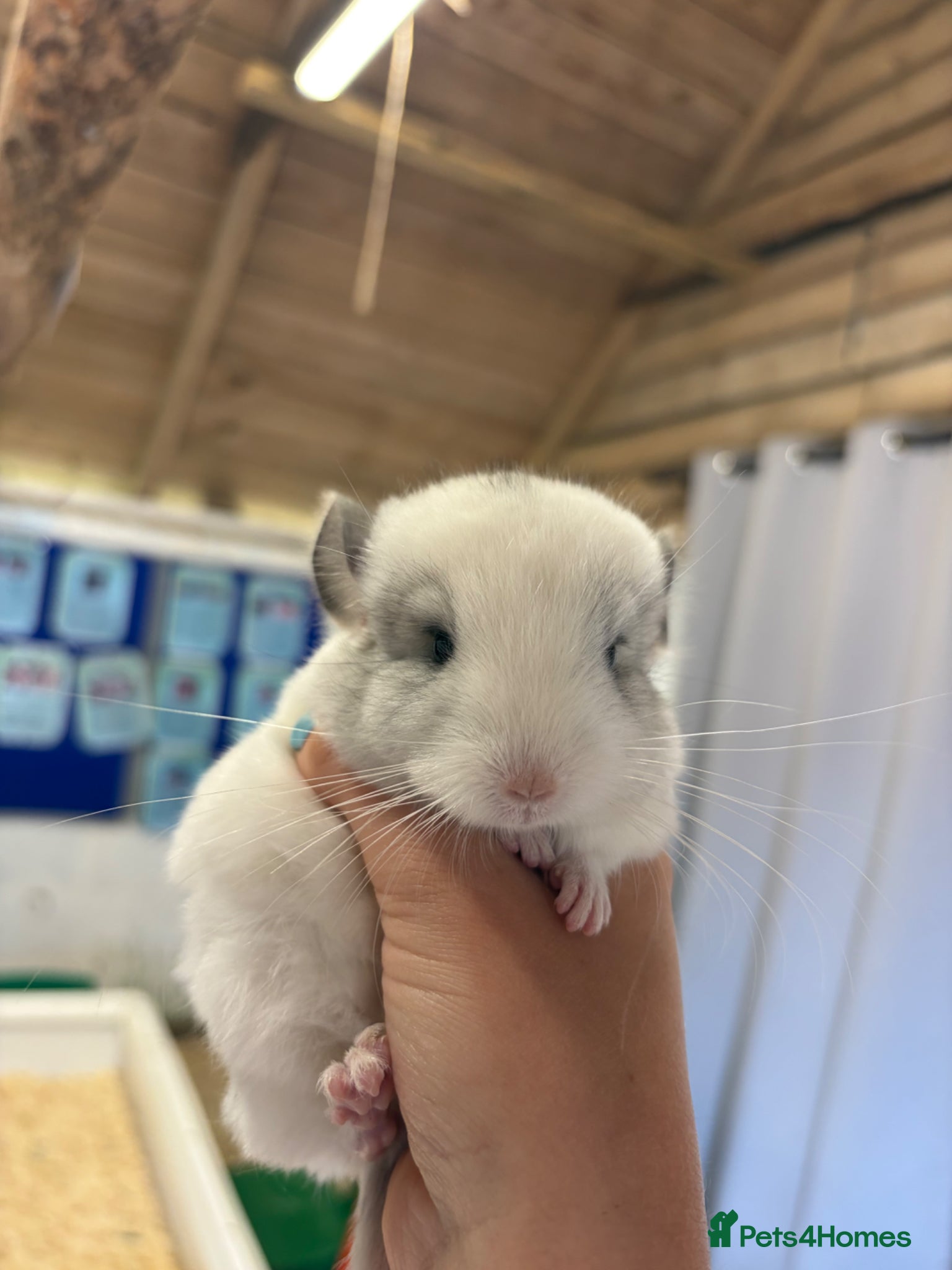 Chinchilla rodents for sale: 3 Gorgeous Tame Baby Chinchillas in Sandy - Advert 6