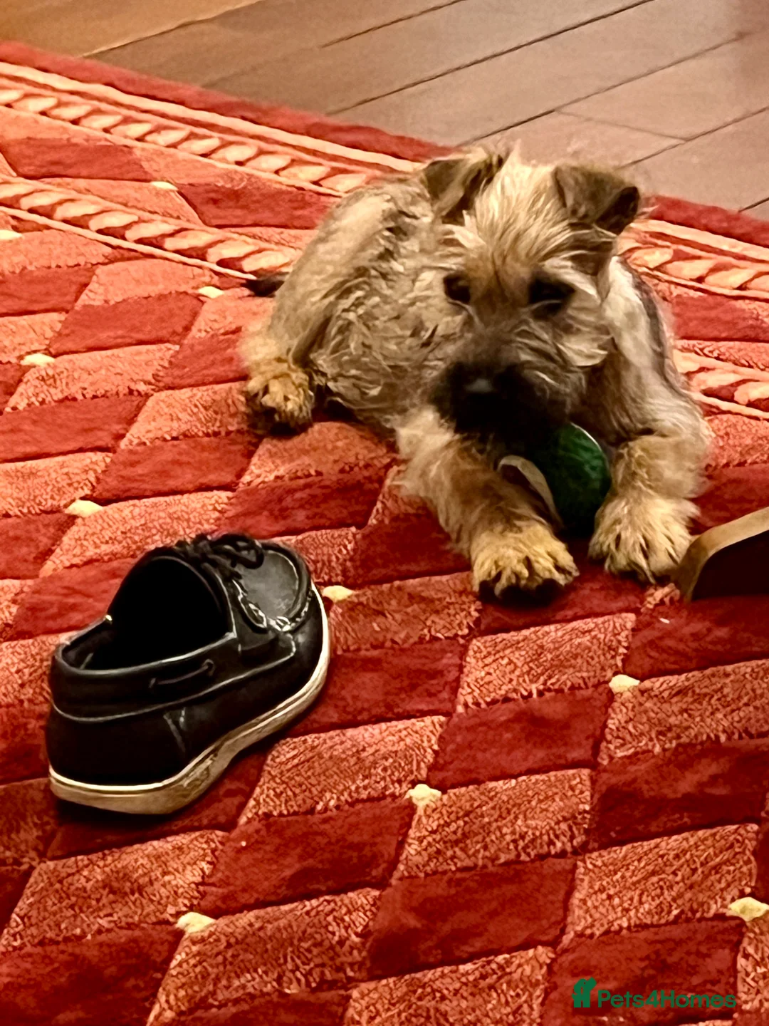 Soft Coated Wheaten Terrier dogs for sale: Beautiful Irish Soft Coated Wheaten Terrier Pups - Advert 4