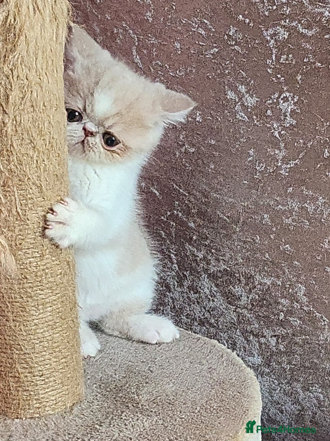 Exotic cats for sale: OUTSTANDING  QUALITY EXOTIC  KITTENS - Advert 3