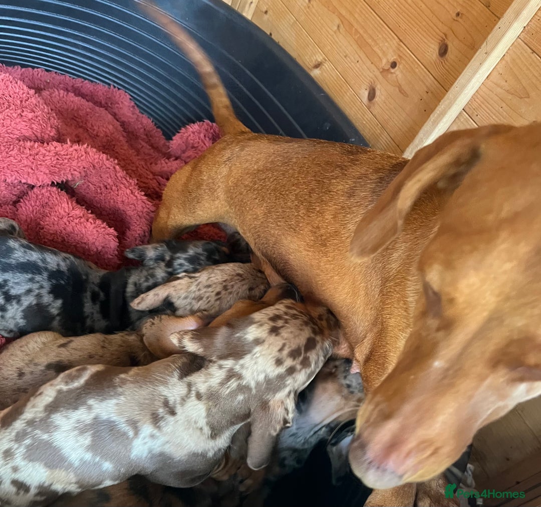Miniature Dachshund dogs for sale: "2 Girls Left" Beautiful Mini Dachshund Puppies - Image 8