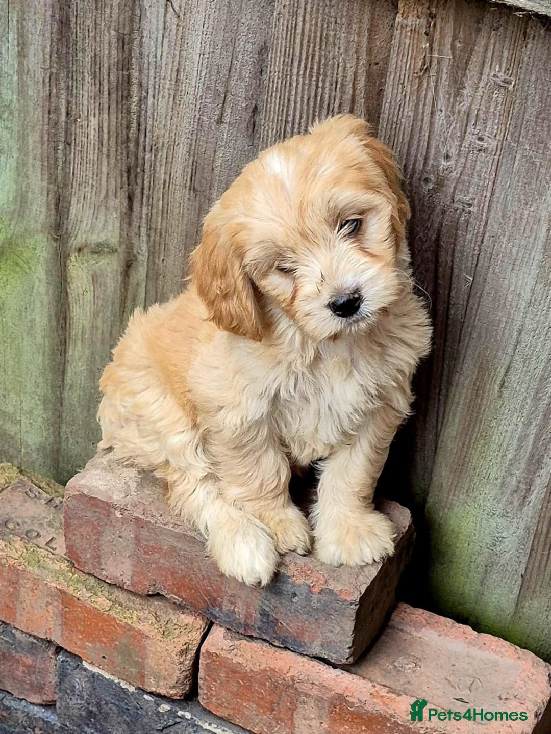 Cockapoo dogs for sale: F1 cockapoos  - Image 1