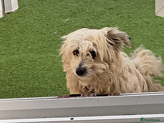 Mixed Breed dogs - Advert 1