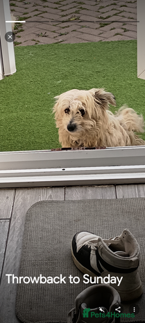 Mixed Breed dogs - Advert 4