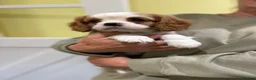 Cavalier King Charles Spaniel dogs for sale: Cavalier king Charles puppies  - Advert 6