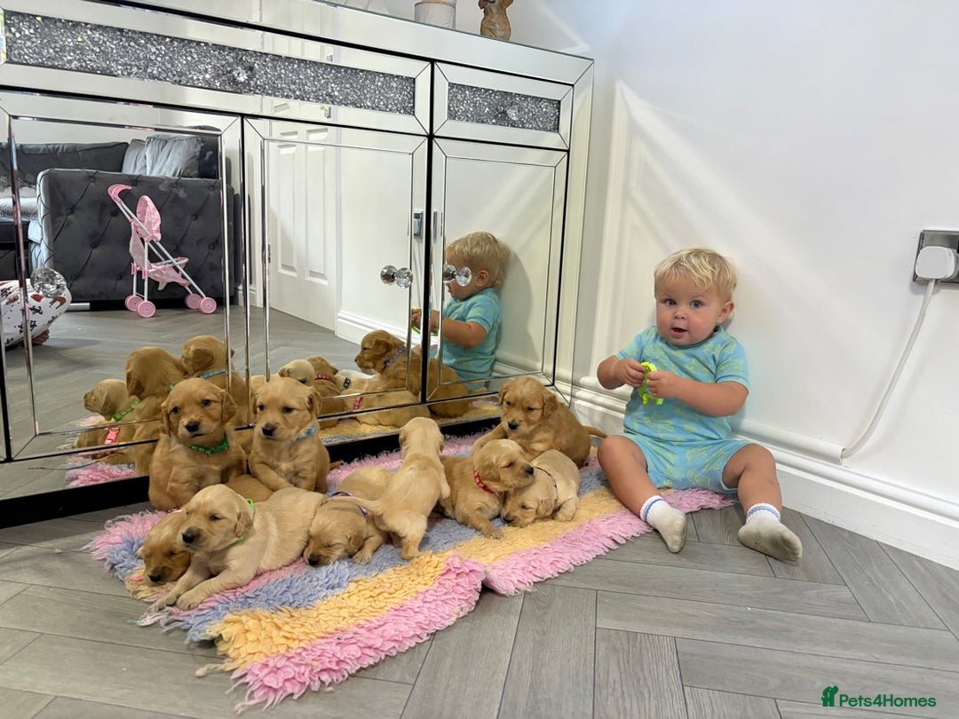 Golden Retriever dogs for sale: KC, Extensively health tested goldens boy and girl - Image 16