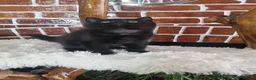 British Shorthair cats for sale: Tica Reg British Shorthair kittens Champion Lines - Advert 14