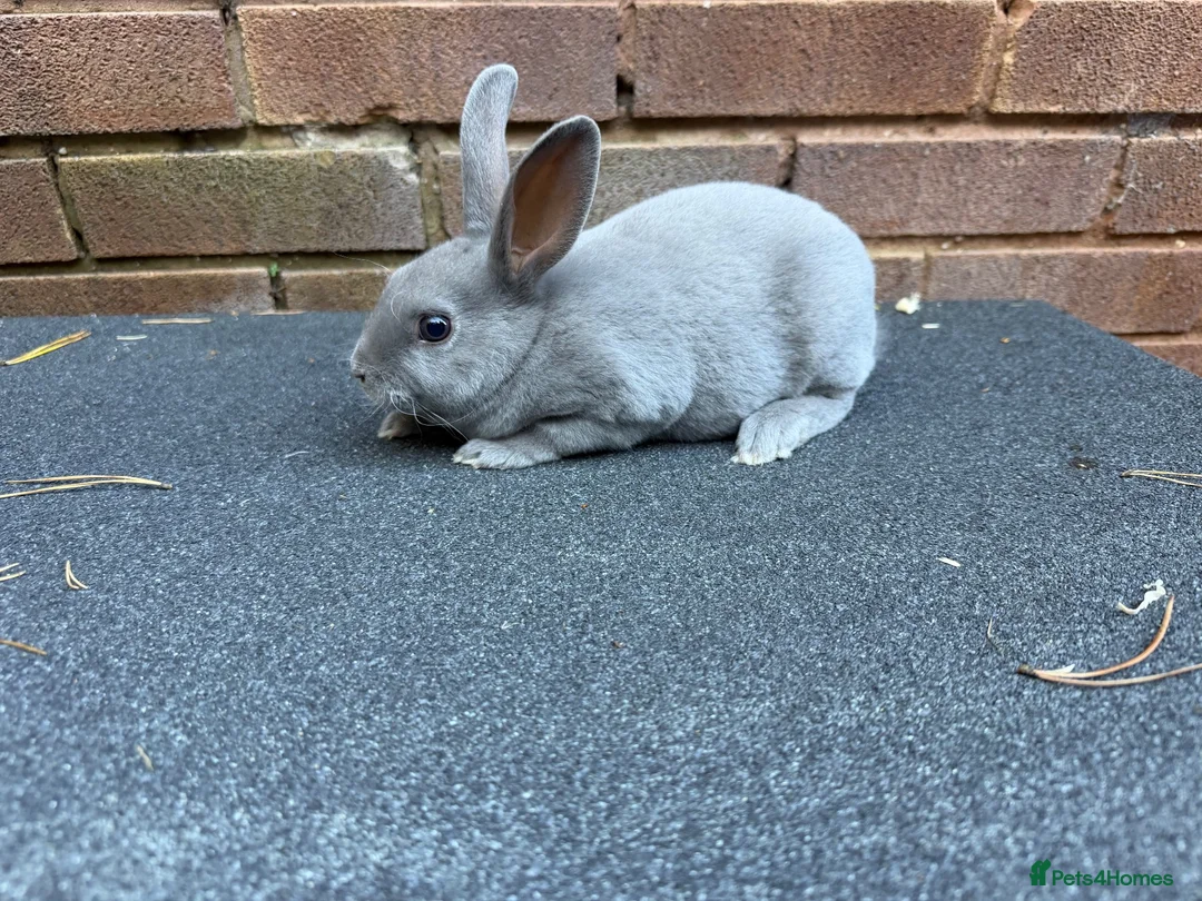 Rex rabbits for sale: Stunning lilac Baby mini Rex  - Advert 9