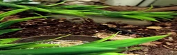 Skink reptiles for sale: Red Eyed Crocodile Skink in Edinburgh - Advert 3