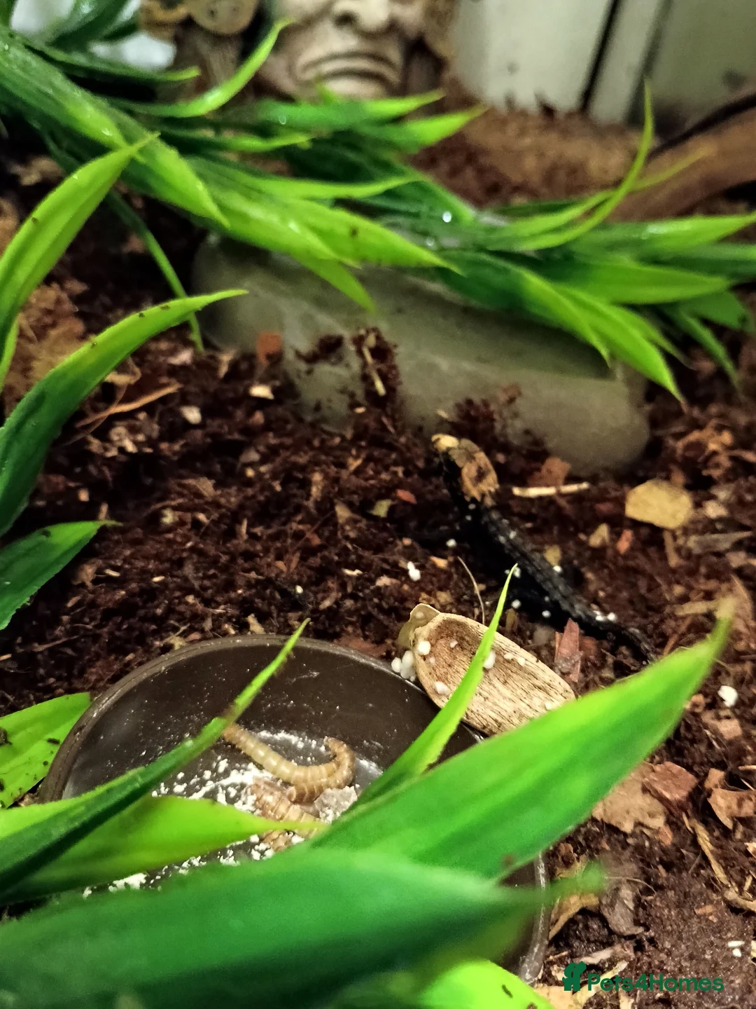 Skink reptiles for sale: Red Eyed Crocodile Skink in Edinburgh - Advert 3