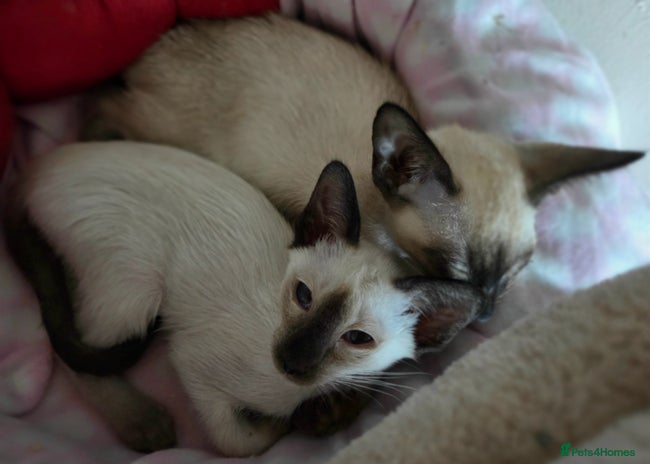 Siamese cats 2 late bloomers, gccf registered purebred Siamese - Advert 1