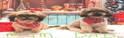 Shih Tzu dogs for sale: Shih Tzu Puppies - Advert 3