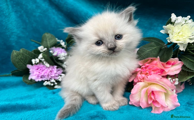 Siberian cats - Advert 3