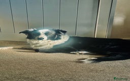 Border Collie dogs for sale: MAX 3.5 years old male - Image 6