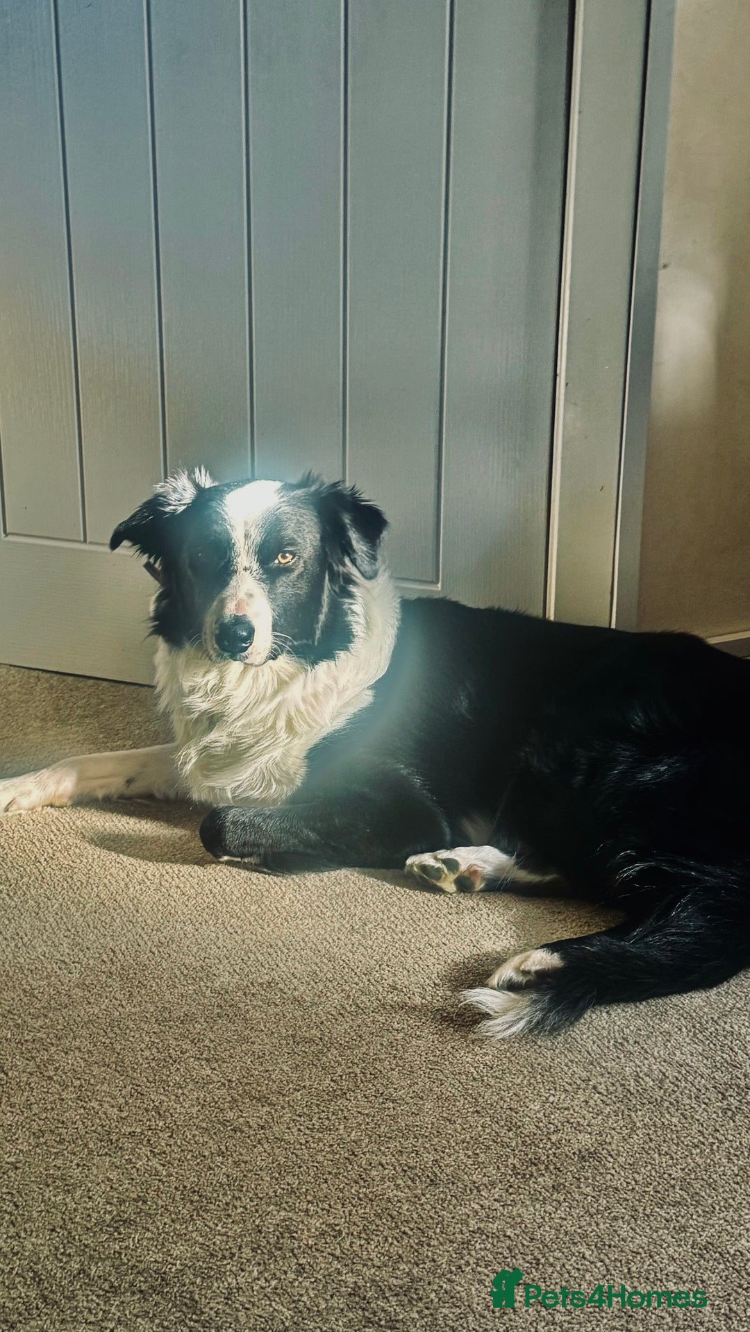Border Collie dogs for sale: MAX 3.5 years old male - Image 6