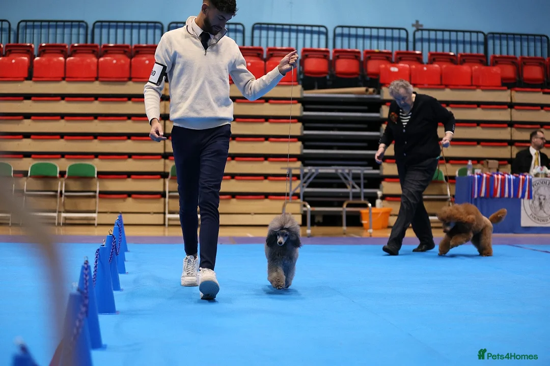 Miniature Poodle dogs for stud: Outstanding sliver poodle stud - Advert 4