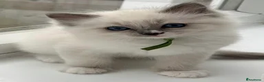 Ragdoll 5