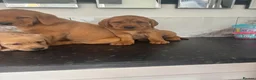 Labrador Retriever dogs for sale: (Fox red)Pure pedigree Labrador puppies - Advert 7