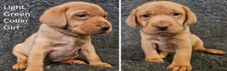Labrador Retriever dogs for sale: Stunning Red Fox Labs-Health checked, KC Reg, FTCH - Advert 37