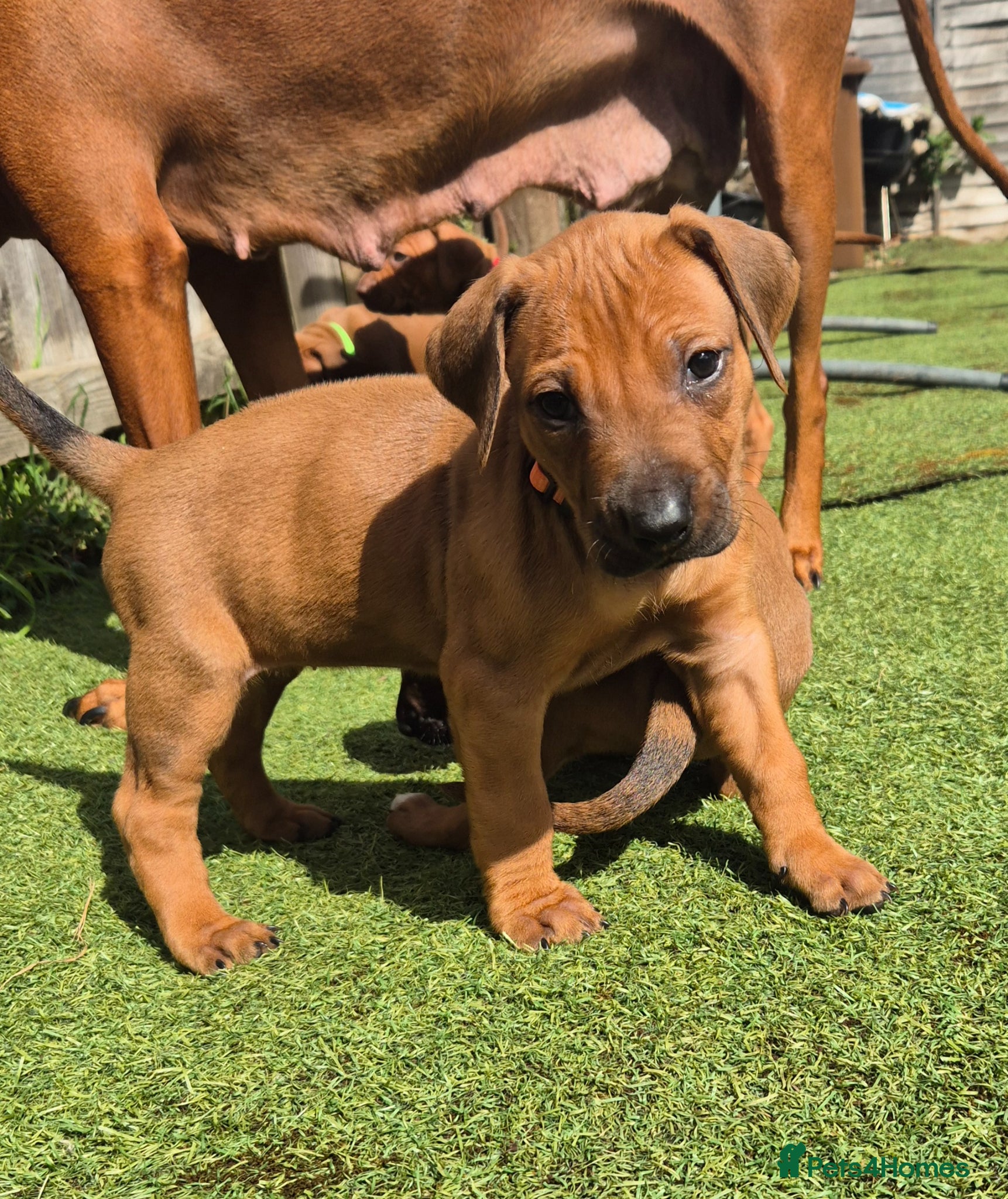 Rhodesian Ridgeback dogs BEAUTIFUL! RHODESIAN RIDGEBACK PUPS! Ready 7th may - Advert 1
