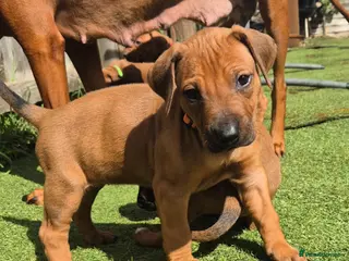 Rhodesian Ridgeback dogs BEAUTIFUL! RHODESIAN RIDGEBACK PUPS! Ready 7th may - Advert 12