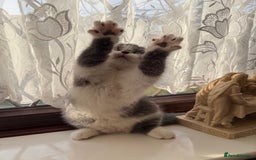 British Shorthair cats for sale: Stunning litter of kittens  - Advert 14