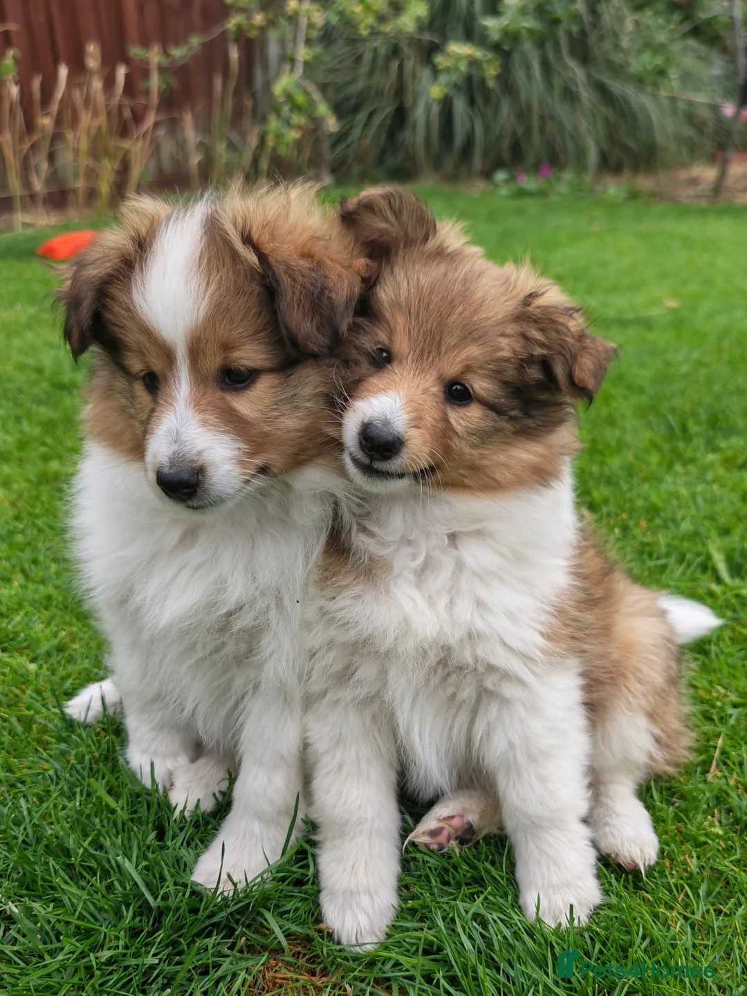 Shetland Sheepdog dogs for sale: Two KC registered Sheltie are still available. in Newmarket - Advert 8