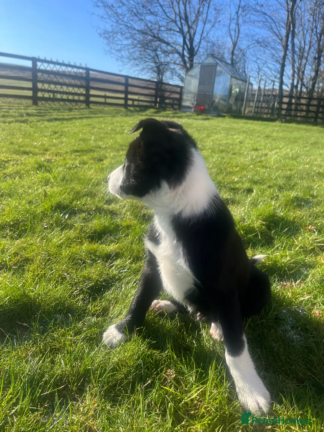 Border Collie dogs for sale: Gorgeous Border collie puppy for sale  - Advert 3