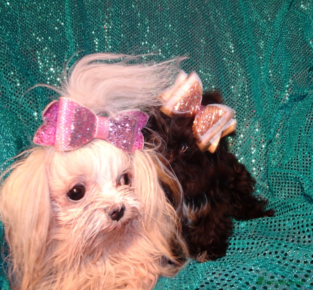 Maltipoo dogs for sale: **Micro Tiny F1 Maltese x Toy Poodle Maltipoo Pup* - Advert 12
