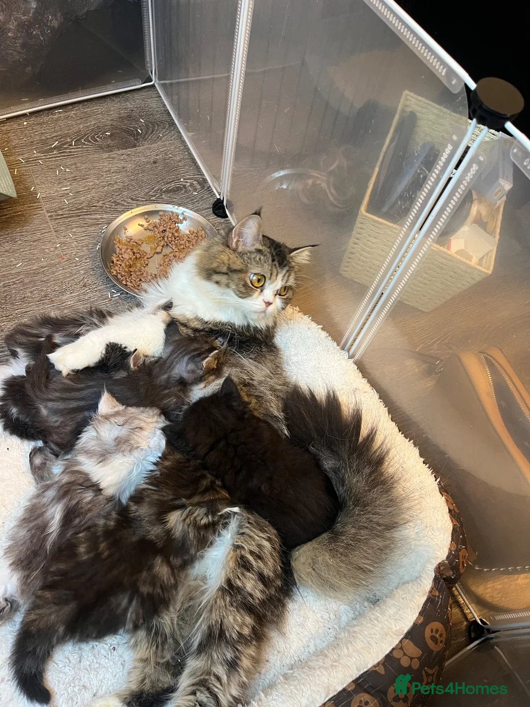 Persian cats for sale: Adorable Persian kittens - Advert 2