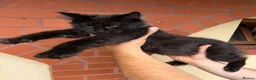Maine Coon cats for sale: ❤️ Beautiful Active Maine Coon XL TICA Kittens ❤️ - Advert 5
