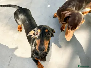 Miniature Dachshund dogs KC Reg Adult female dachshunds - Advert 3