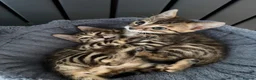 Bengal cats for sale: Bengal - Advert 11