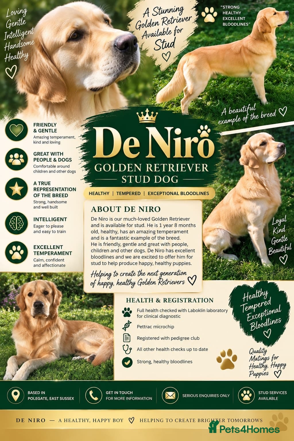 Golden Retriever dogs De niro golden boy  - Advert 1