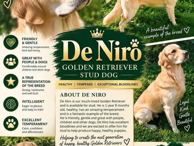 Golden Retriever dogs for stud: De niro golden boy - Advert 1