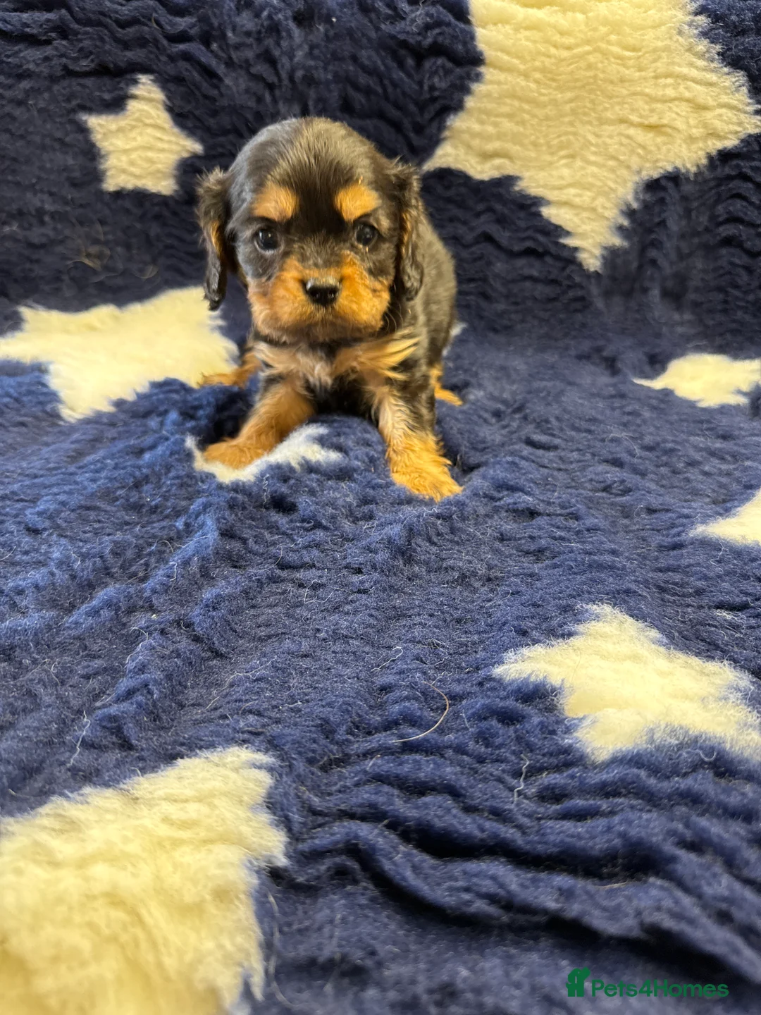 Cavalier King Charles Spaniel dogs for sale: Cavalier King Charles puppies  - Advert 27