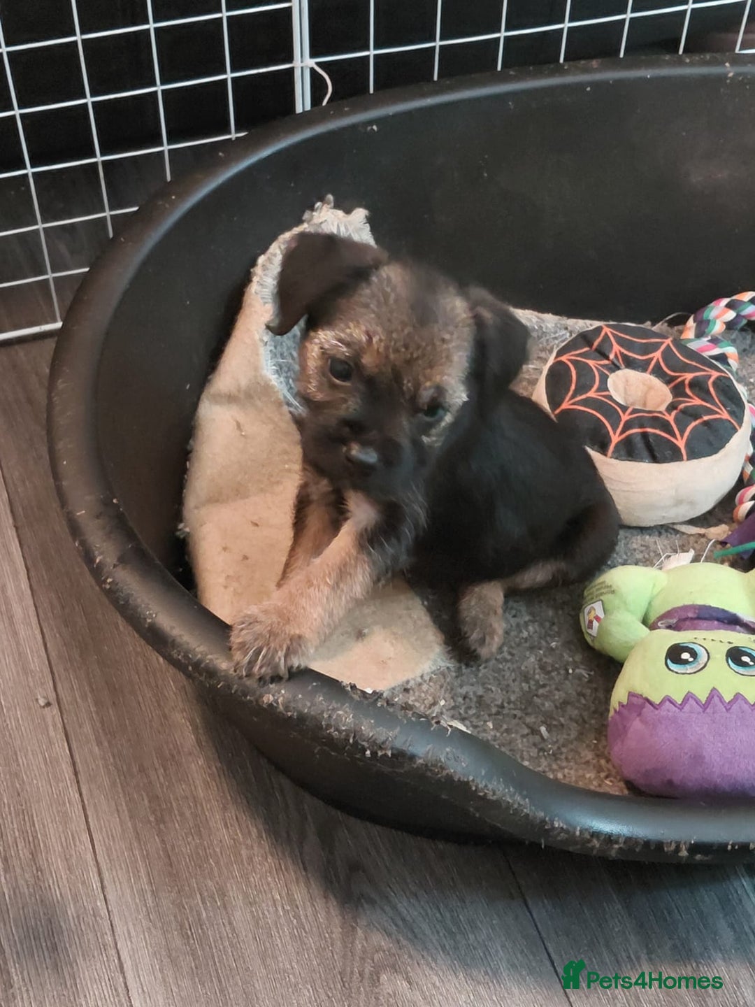 Border Terrier dogs for sale: Last little girl looking for her forever homes - Advert 4