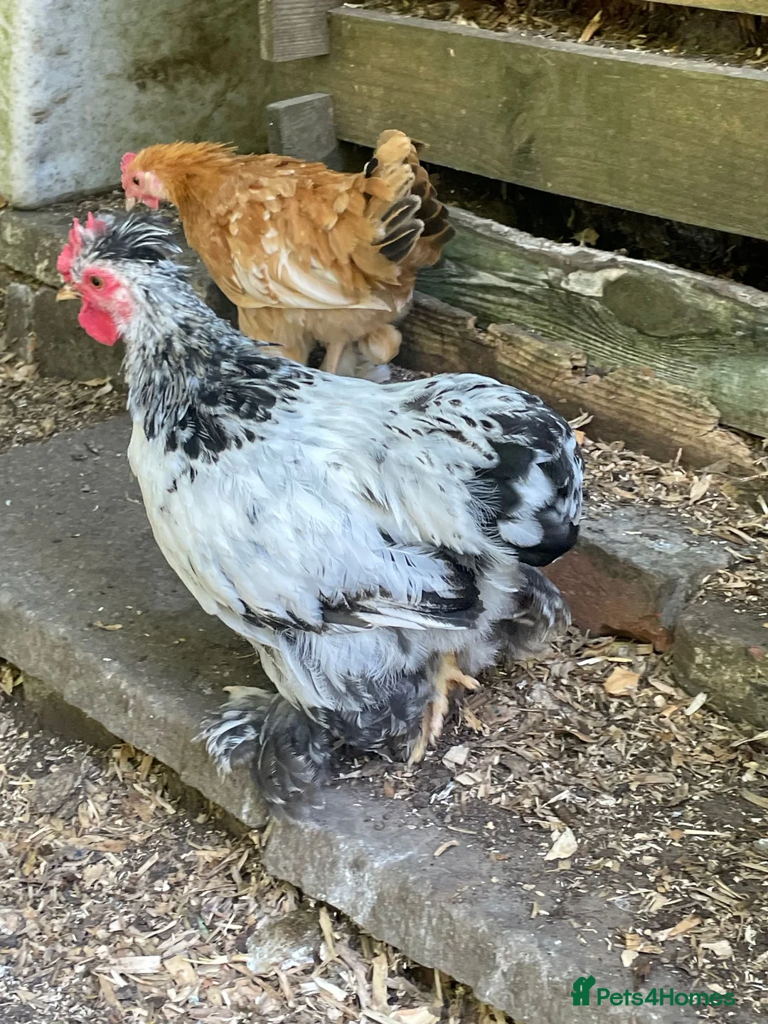 Chickens poultry for sale: 3 Little Pekin x boys - Advert 1