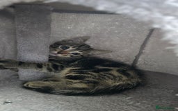 Mixed Breed cats for sale: 5 Kittens for sale - Image 34