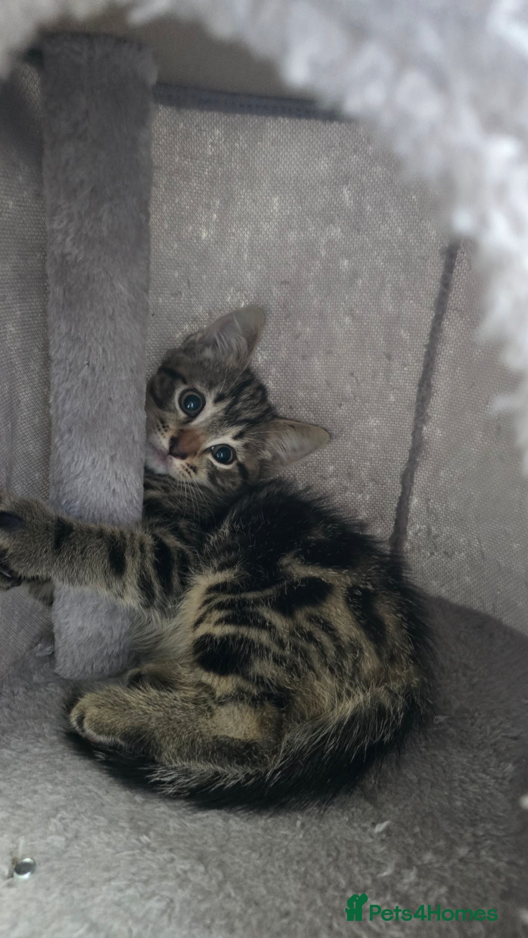 Mixed Breed cats for sale: 5 Kittens for sale - Image 34