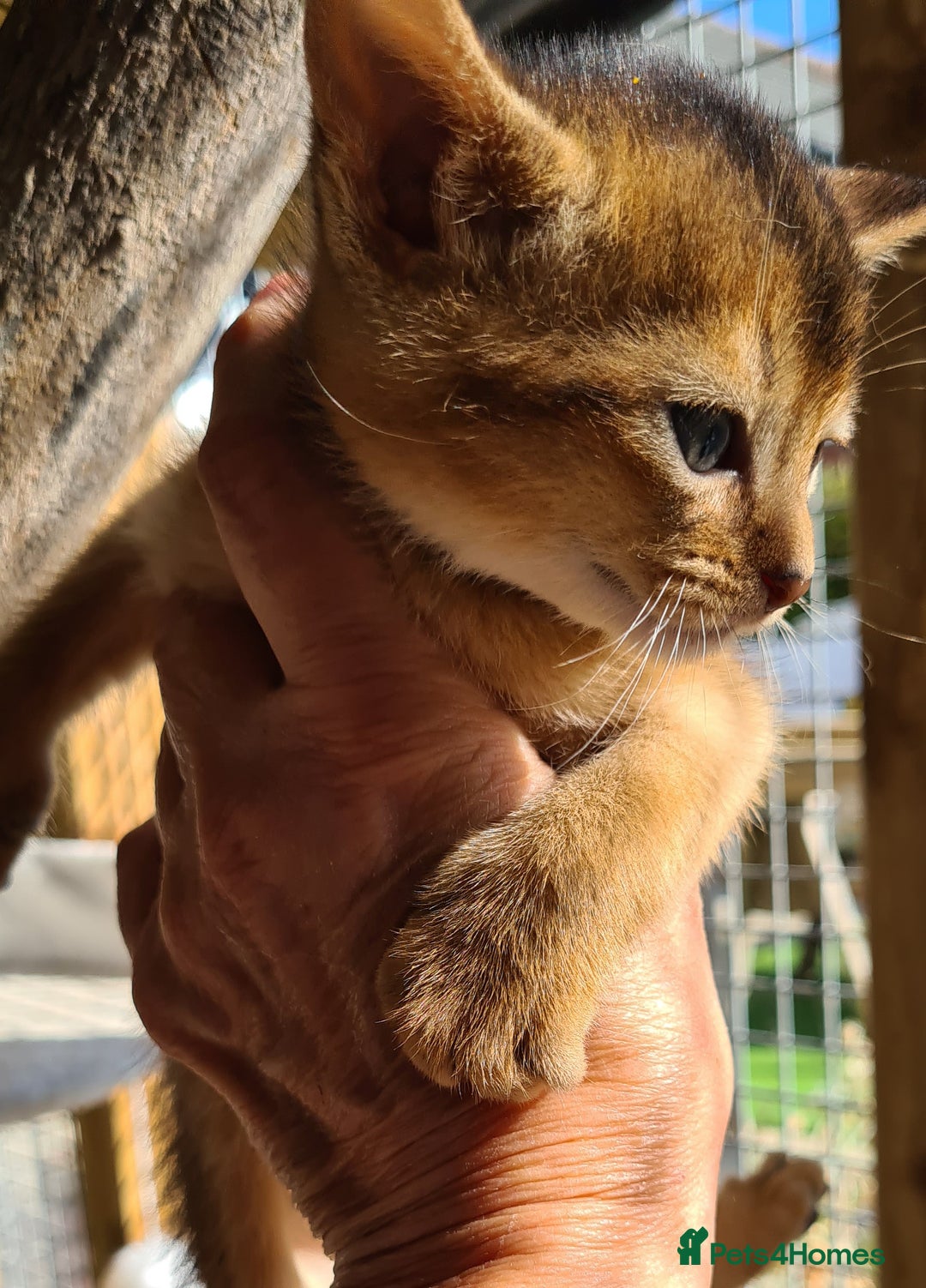Abyssinian cats for sale: 5 abysinnian pedigree tica registered  - Image 4